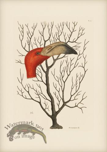 074 Bill of the Flamingo